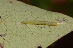 Anticarsia gemmatalis
