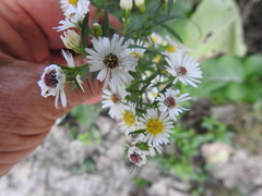 Symphyotrichum ontarionis