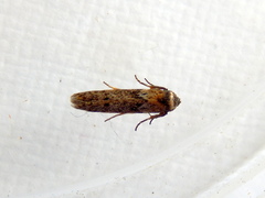 Blastobasis tanyptera