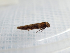 Blastobasis tanyptera