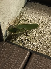 Steirodon