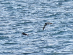 Puffinus mauretanicus