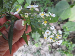 Symphyotrichum ontarionis