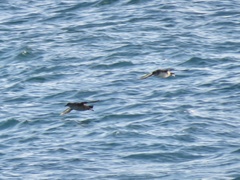 Puffinus mauretanicus
