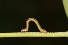 Anavitrinella pampinaria