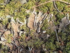 Peltigera leucophlebia