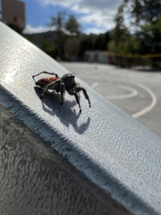 Phidippus adumbratus