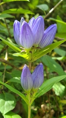 Gentiana andrewsii andrewsii