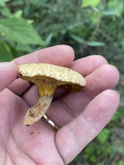 Suillus decipiens