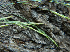 Poa secunda