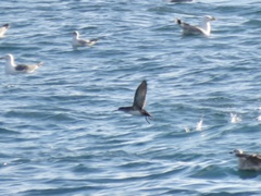 Puffinus mauretanicus