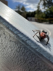 Phidippus adumbratus