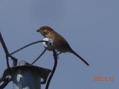 Lanius bucephalus