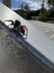 Phidippus adumbratus