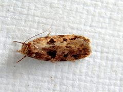 Barea melanodelta