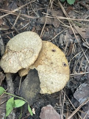 Suillus decipiens