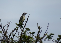 Myiodynastes luteiventris