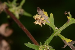 Synchlora