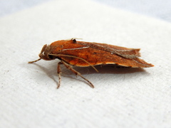 Arachnographa micrastrella