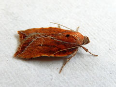 Arachnographa micrastrella