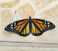 Danaus plexippus plexippus