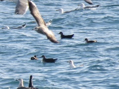 Puffinus mauretanicus