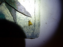 Papaipema cataphracta