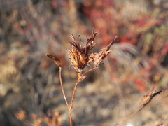Cordylanthus rigidus setigerus