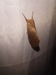 Hemiceratinae