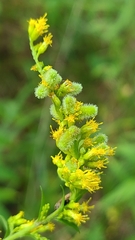 Rhopalomyia anthophila