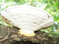 Trametes aesculi