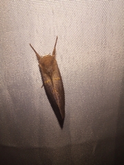 Hemiceratinae