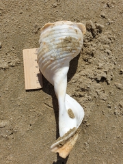 Tonna tankervillii