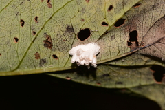Limacodidae