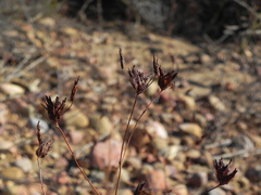 Cordylanthus rigidus setigerus