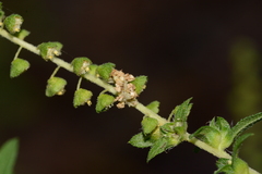 Synchlora