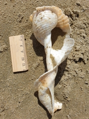 Tonna tankervillii