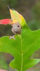 Dryocosmus quercusnotha