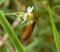 Euphyes dukesi calhouni