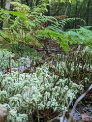 Polytrichum strictum