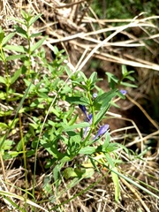 Scutellaria scordifolia