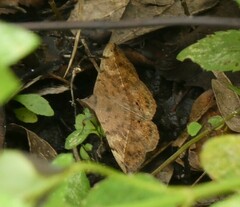Anticarsia gemmatalis