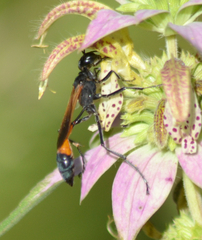Ammophila placida