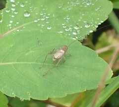 Anaxipha exigua