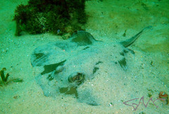 Trygonoptera testacea