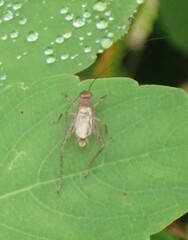 Anaxipha exigua