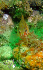 Hypoplectrodes maccullochi