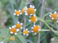 Galinsoga parviflora
