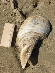 Tonna tankervillii