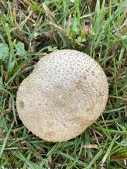 Scleroderma citrinum